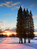 Pines In Sunrise_20991